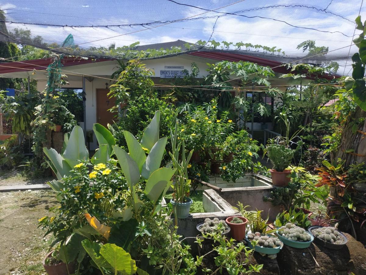 Emoks Guest House Moalboal Extérieur photo